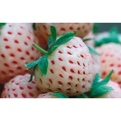 JORDGUBBE PINEBERRY 'White Dream' (Slut för våren)