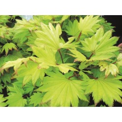 JAPANSK GYLLENLÖNN 1-PACK