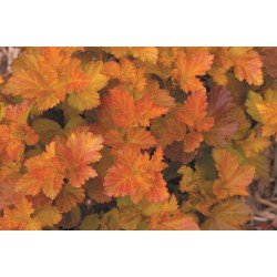 SMÄLLSPIREA ’AMBER JUBILEE’ (Slut för våren)