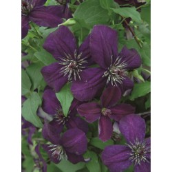 Klematis 'DARK EYES' 1-PACK