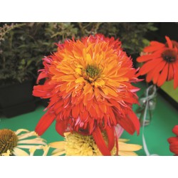 SOLHATT 'SUMMER SALSA' 1-PACK