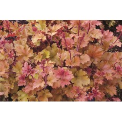 ALUNROT 'MARMELADE' 1-PACK