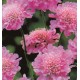 FÄLTVÄDD ROSA