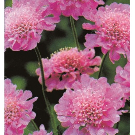 FÄLTVÄDD ROSA