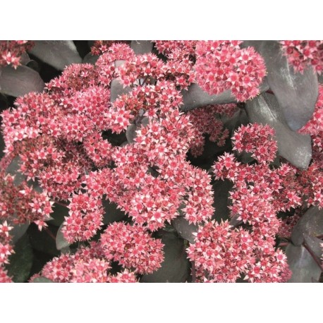 KÄRLEKSÖRT 'JOSE AUBERGINE' utg.