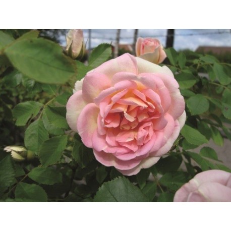 FRÜHLINGSDUFT ros (Lev. fr hösten -26)