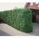 THUJA 'BRABANT' 80-100 cm co 4,5 L 1-pack