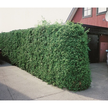 THUJA 'BRABANT' 80-100 cm co 4,5 L 1-pack