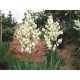 YUCCA/ PALMLILJA 2 L