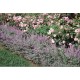 KANTNEPETA 'WALKERS LOW'