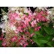 SYRENHORTENSIA 'PINKY WINKY' buske