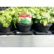 CITRONMELISS