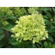 VIPPHORTENSIA 'LITTLE LIME' buske