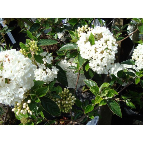 PRYDNADSOLVON 'ESKIMO' buske