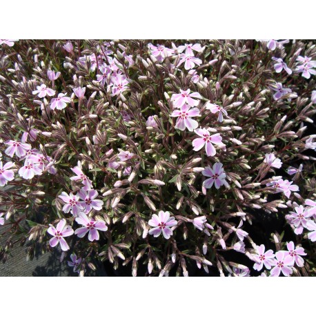 MOSSFLOX ROSAVIT