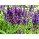 STÄPPSALVIA ’MARCUS’