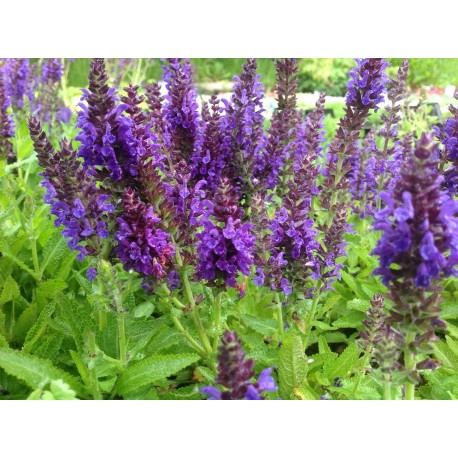 STÄPPSALVIA ’MARCUS’