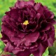LUKTPION 'BLACK BEAUTY' (Lev. ej bekr.)
