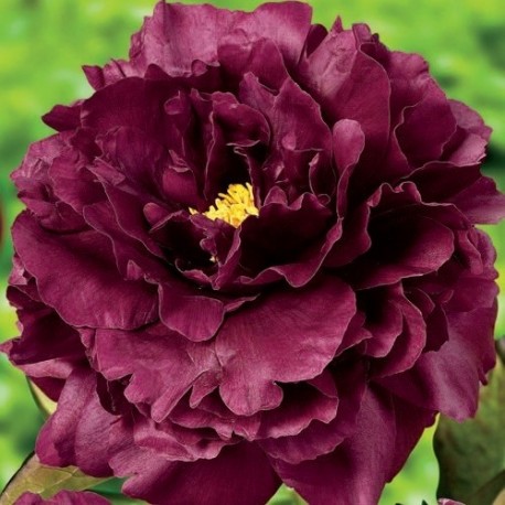 LUKTPION 'BLACK BEAUTY' (Lev. ej bekr.)