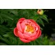 LUKTPION 'CORAL CHARM'
