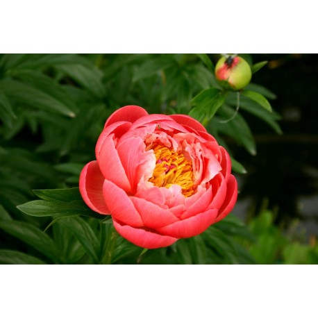 LUKTPION 'CORAL CHARM'