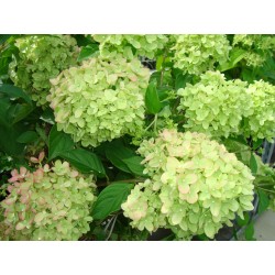 VIPPHORTENSIA 'LITTLE LIME' buske