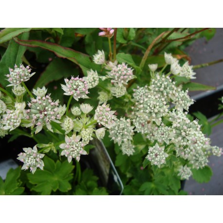 STJÄRNFLOCKA 'STAR OF BILLION'