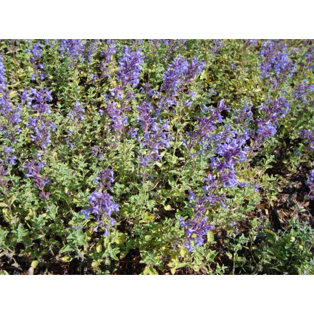 KANTNEPETA LÅG