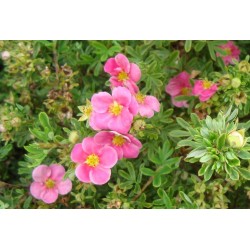 ÖLANDSTOK 'PINK PARADISE' buske