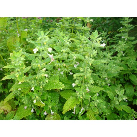 CITRONMELISS