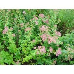 OREGANO/ KUNGSMYNTA