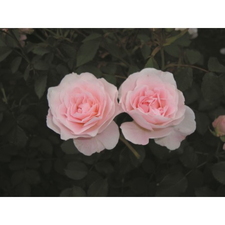 MORDEN BLUSH ros (Lev. fr hösten -26)