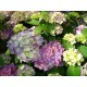 HORTENSIA Endless Summer 'BLOOMSTAR' utg