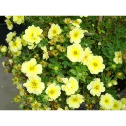 ÖLANDSTOK 'LEMON MERINGUE' buske