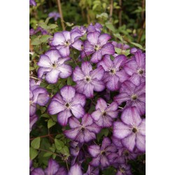 KLEMATIS 'SUPER NOVA'