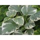 KLÄTTERHORTENSIA 'SILVER LINING'
