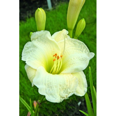 DAGLILJA ’GENTLE SHEPHERD’