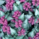 ROSENPLISTER 'PURPLE DRAGON' utg.