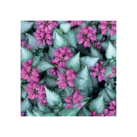 ROSENPLISTER 'PURPLE DRAGON' utg.