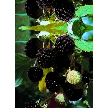 HALLON 'BLACK JEWEL'