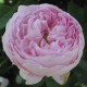 DUCHESSE DE MONTEBELLO ros (Lev. fr hösten -26)