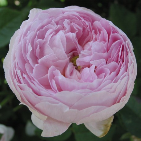 DUCHESSE DE MONTEBELLO ros (Lev. fr hösten -26)