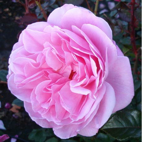 OUR LAST SUMMER ros Plant'n'Relax®