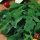 Rucola/ Senapskål