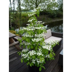 OLVON JAPANSKT 'KILIMANDJARO’ buske