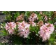 RHODODENDRON ’BLOOMBUX’ buske 1-PACK