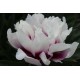 ITOH PION 'CORA LOUISE' (Lev. ej bekr.)