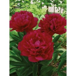 LUKTPION 'RED MAGIC'