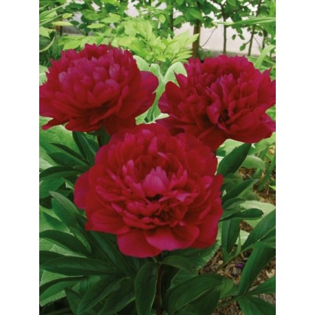 LUKTPION 'RED MAGIC'