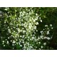 VIOLRUTA 'SPLENDIDE WHITE'